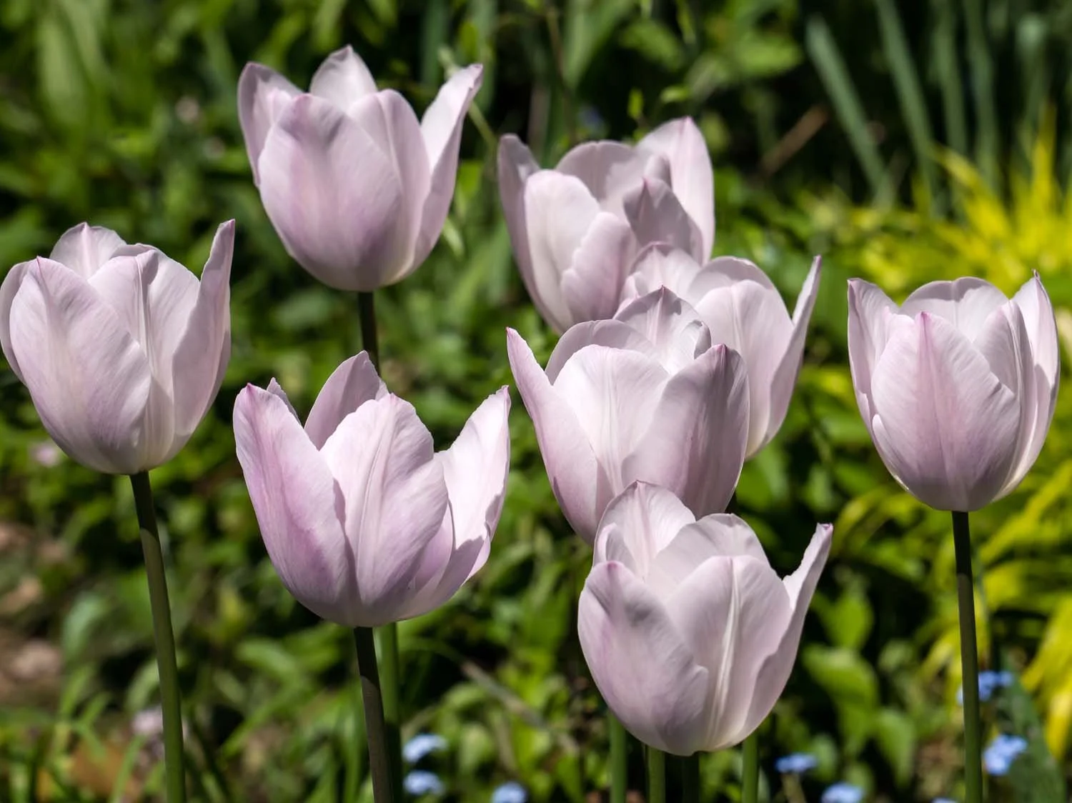 Tiptoed Tulips — Susan Kirby